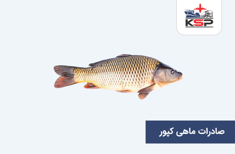 صادرات ماهی کپور