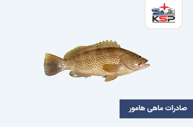 صادرات ماهی هامور