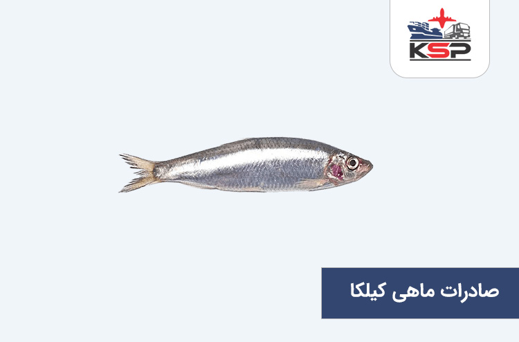 صادرات ماهی کیلکا