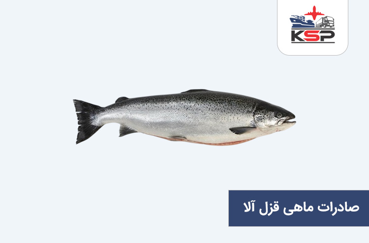 صادرات ماهی قزل آلا